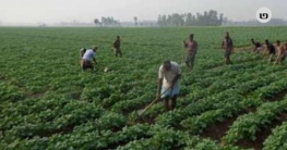 আলুর বাম্পার ফলনের স্বপ্নে কৃষকের, ন্যায্য দামের শঙ্কা আলুর বাম্পার ফলনের স্বপ্নে কৃষকের, ন্যায্য দামের শঙ্কা